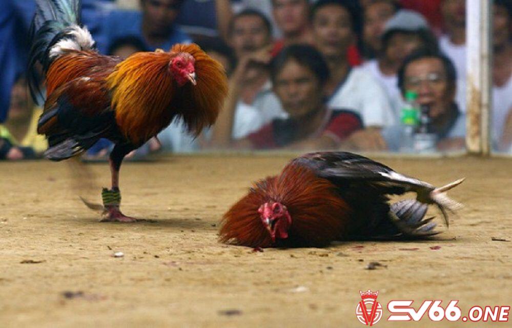 1. Giới Thiệu Về Coidagatructiep.site