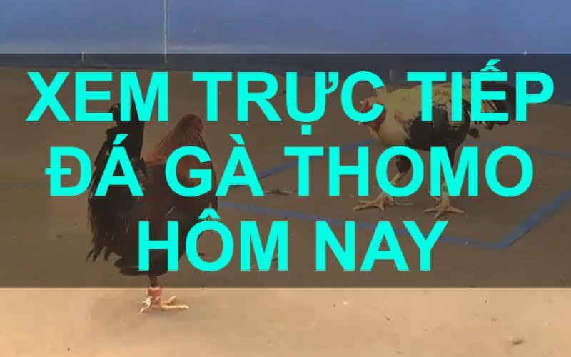 2. Tại Sao Nên Chọn Coidagatructiep.site?